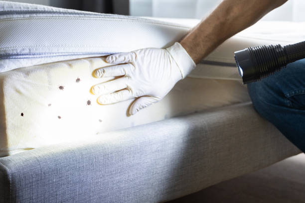 Best Bed Bug Extermination  in Wildwood, MO