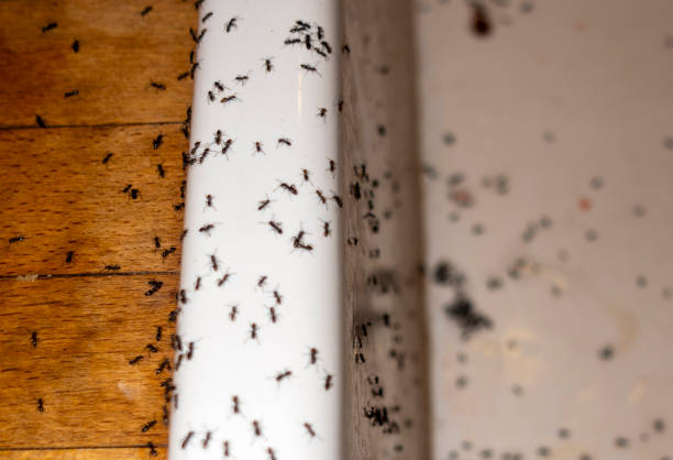 Best Affordable Pest Control Services  in Wildwood, MO